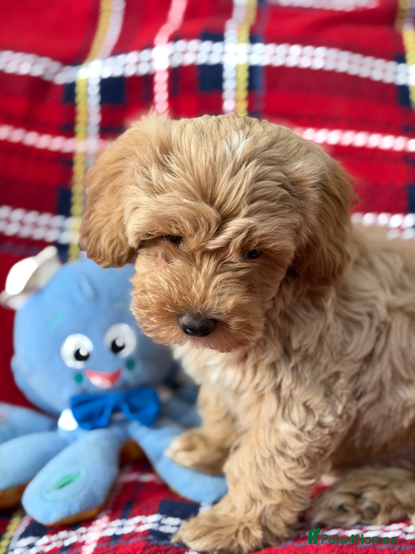 Poochon dogs Beautiful Teddy Bear Poochon Puppies  - Advert 3