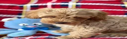 Poochon dogs for sale: Beautiful Teddy Bear Poochon Puppies  - Advert 1