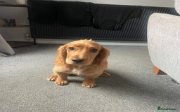 Cocker Spaniel dogs for sale: Cocker spaniel  - Image 2