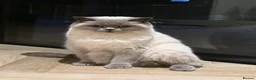 British Shorthair cats for sale: LIZZIE  in Farnborough - Advert 7