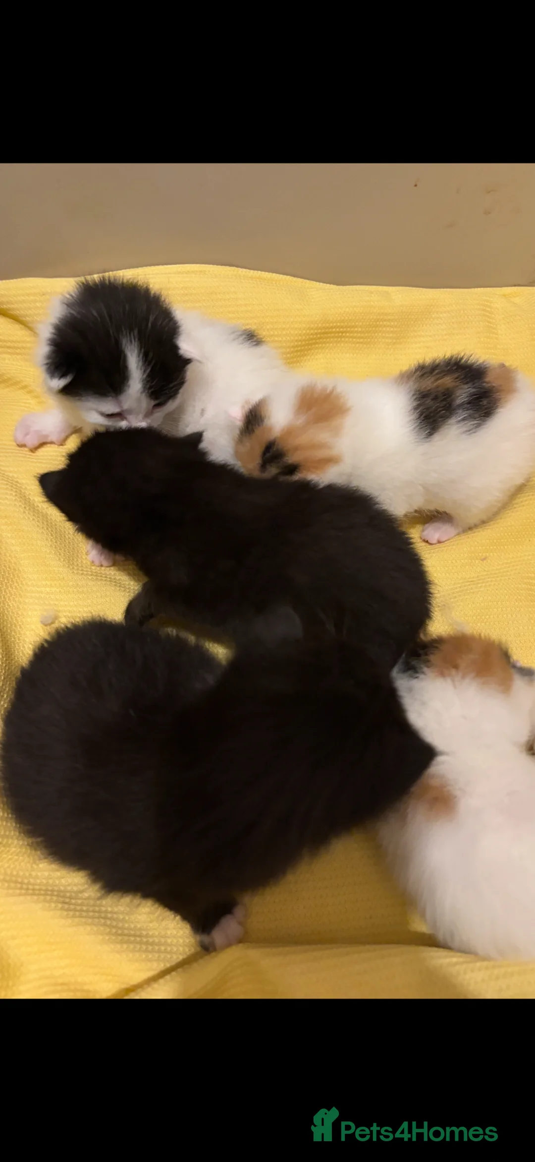 Mixed Breed cats for sale: Stunning Maine coon cross kittens 🐈 😀🌸 - Advert 5