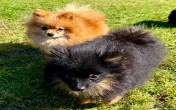 Pomeranian dogs for adoption: Brownie: The Tiny Soul Who Refused to Be Broken - Image 5