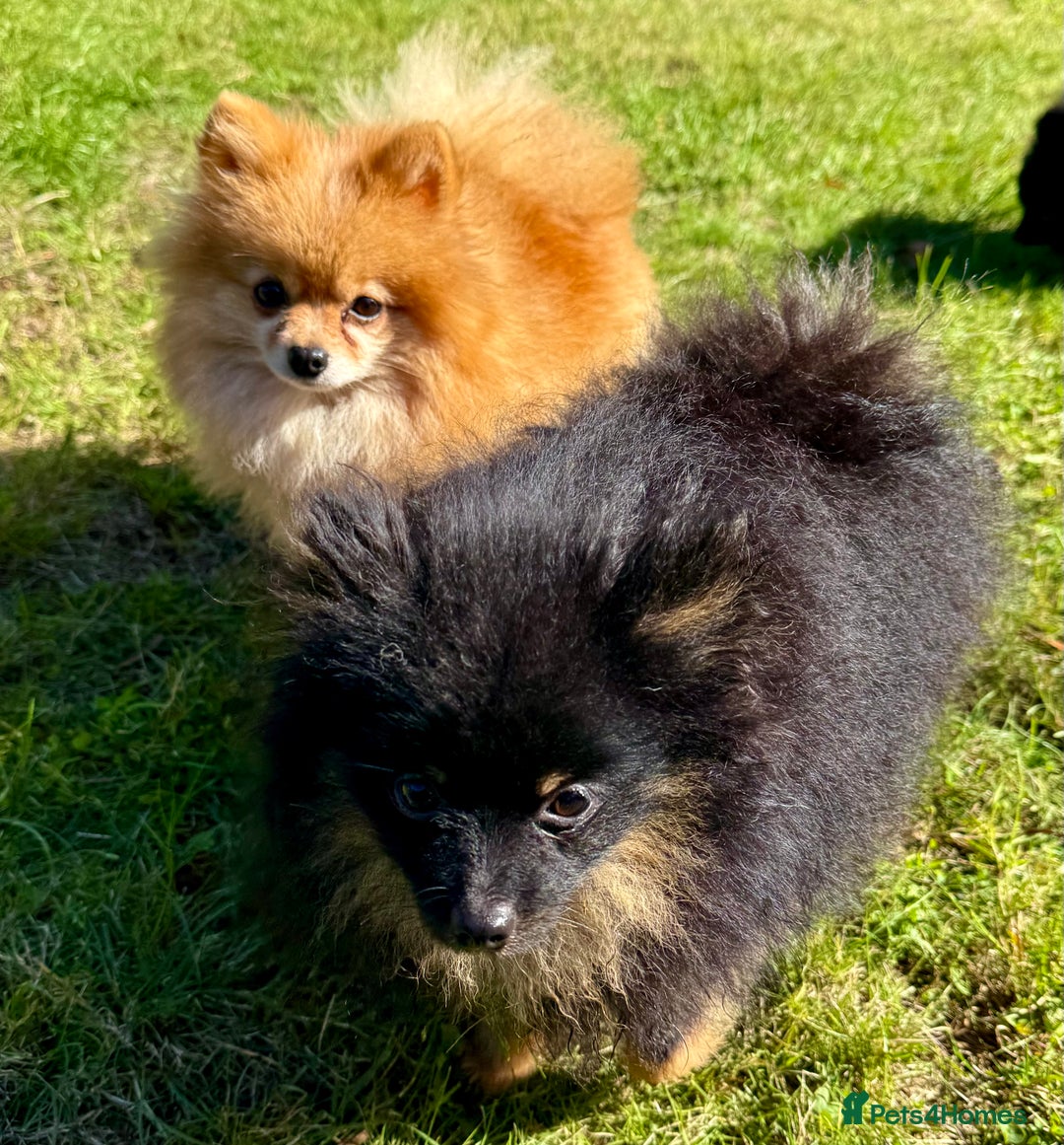 Pomeranian dogs for adoption: Brownie: The Tiny Soul Who Refused to Be Broken - Image 5