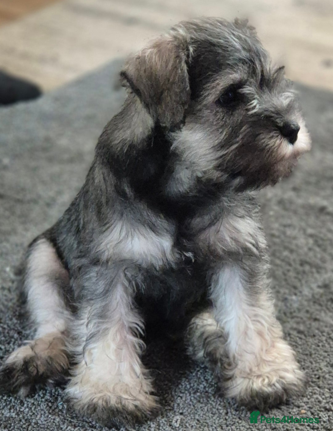 Miniature Schnauzer dogs for sale: All pups sold. Thank you - Advert 5