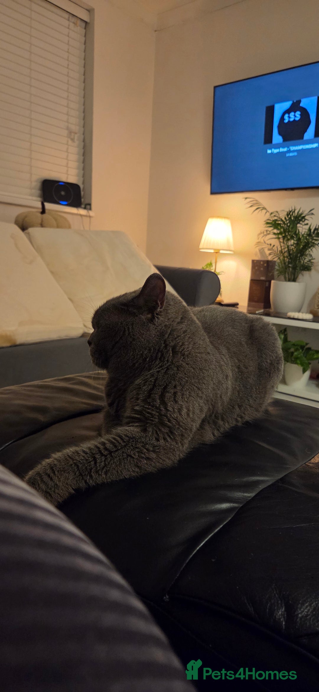 British Shorthair cats for sale: British shorthair for adoption  - Advert 2