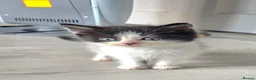 Mixed Breed cats for sale: Beautiful kittens for sale  - Advert 9
