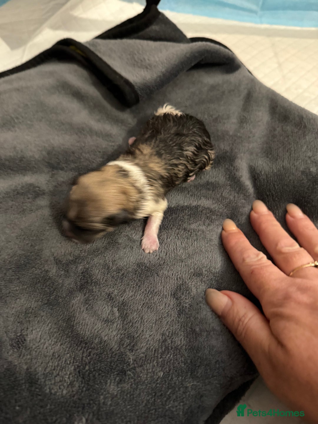 Pomchi dogs for sale: Pomchi F1BB - Image 5