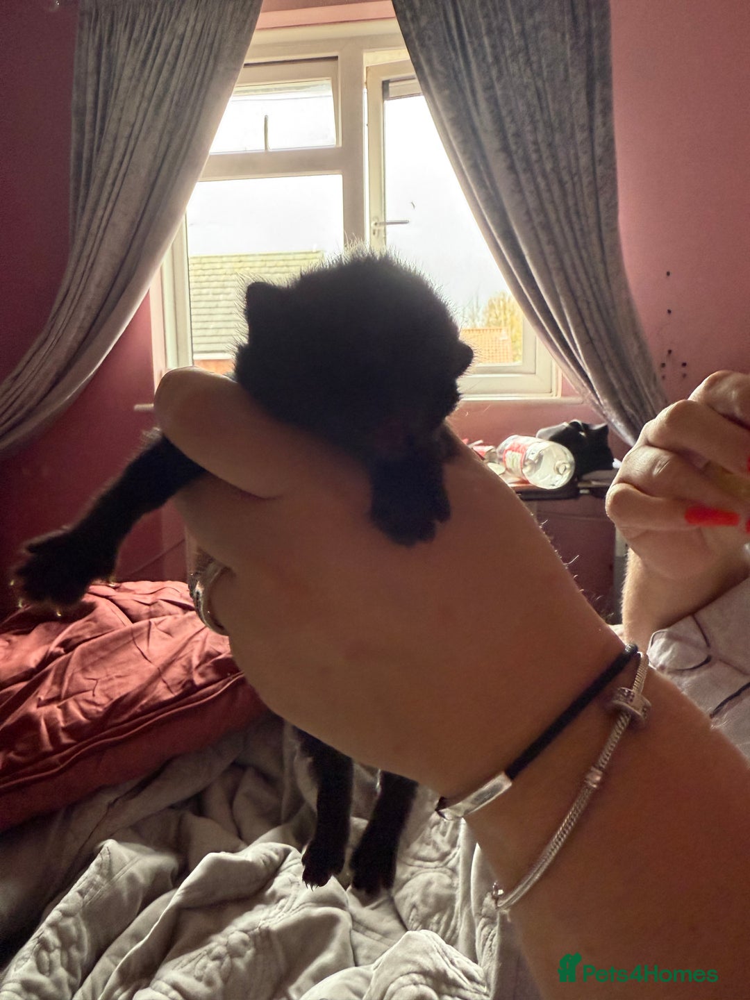 Mixed Breed cats for sale: Maine coon mix kittens - Advert 7