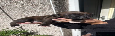 Staffordshire Bull Terrier 7