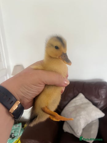 Ducks poultry - Advert 18