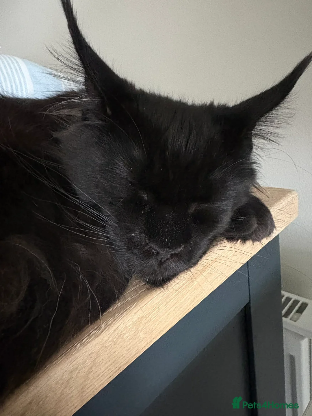 Maine Coon cats for sale: Loving Female Black Maine Coon - 9 Months Old - Advert 4