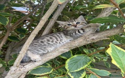 Bengal cats for sale: Bengal x Persian kittens - Image 14