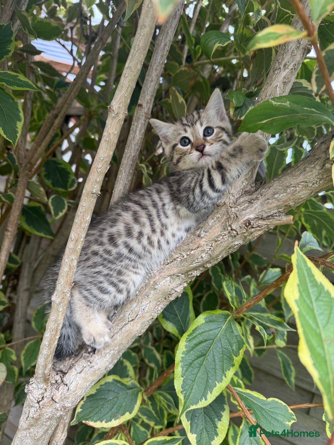 Bengal cats for sale: Bengal x Persian kittens - Image 14