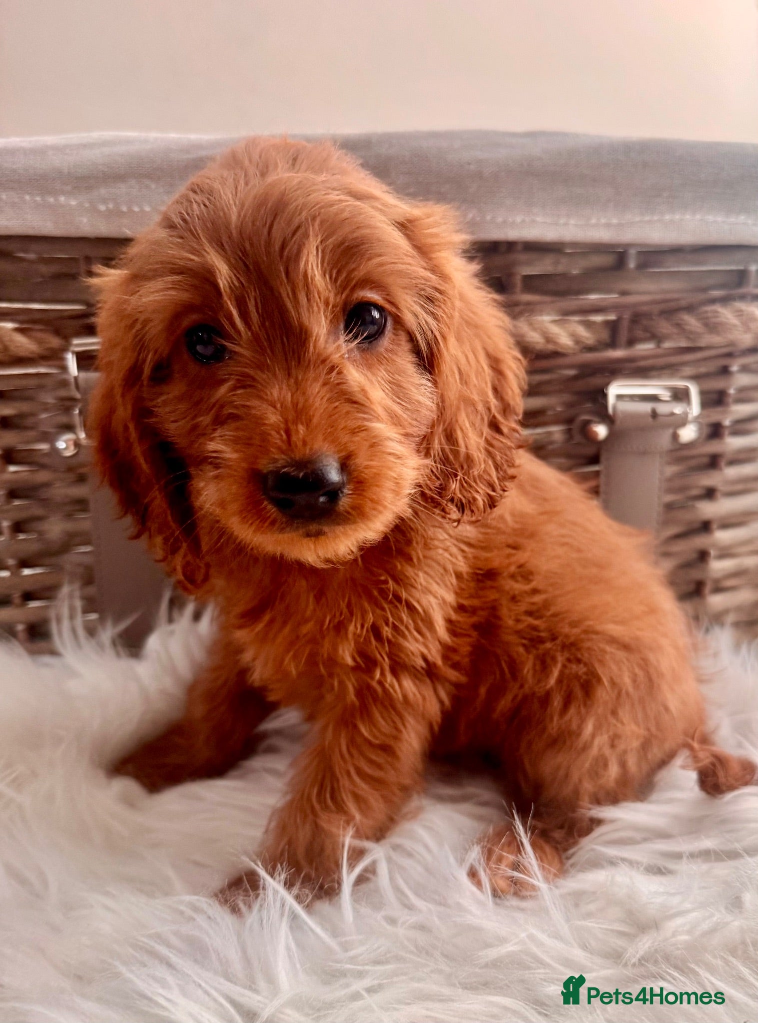 Cockapoo dogs STUNNING DARK RED,APRICOT & WHITE COCKAPOO PUPPIES - Advert 1