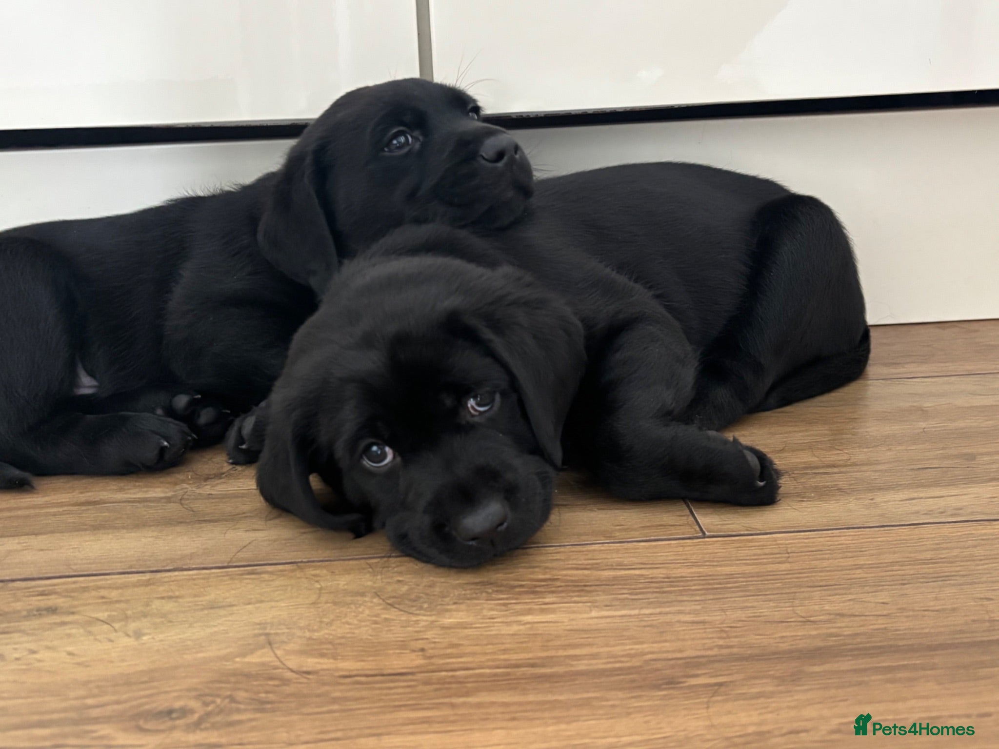 Labrador Retriever dogs 1 BLACK LABRADOR MALE LEFT!!  - Advert 2