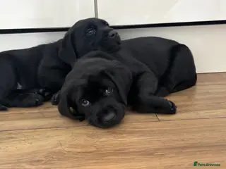 Labrador Retriever dogs 1 BLACK LABRADOR MALE LEFT!! - Advert 8