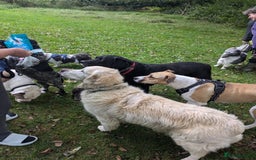 Mixed Breed dogs for sale: Beautiful and loving Cretan Hound cross  - Image 5