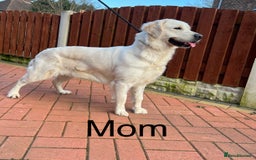 Golden Retriever dogs for sale: Adorable Golden Retriever Puppies  - Image 9