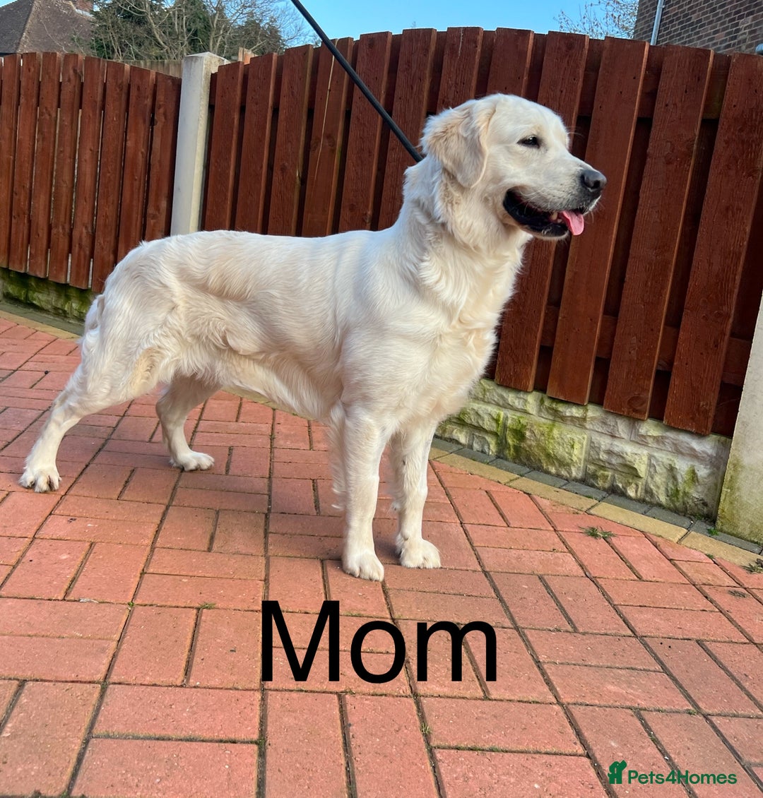 Golden Retriever dogs for sale: Adorable Golden Retriever Puppies  - Image 9