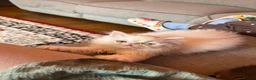 Persian cats for sale: Odd eyed male kitten  - Advert 10