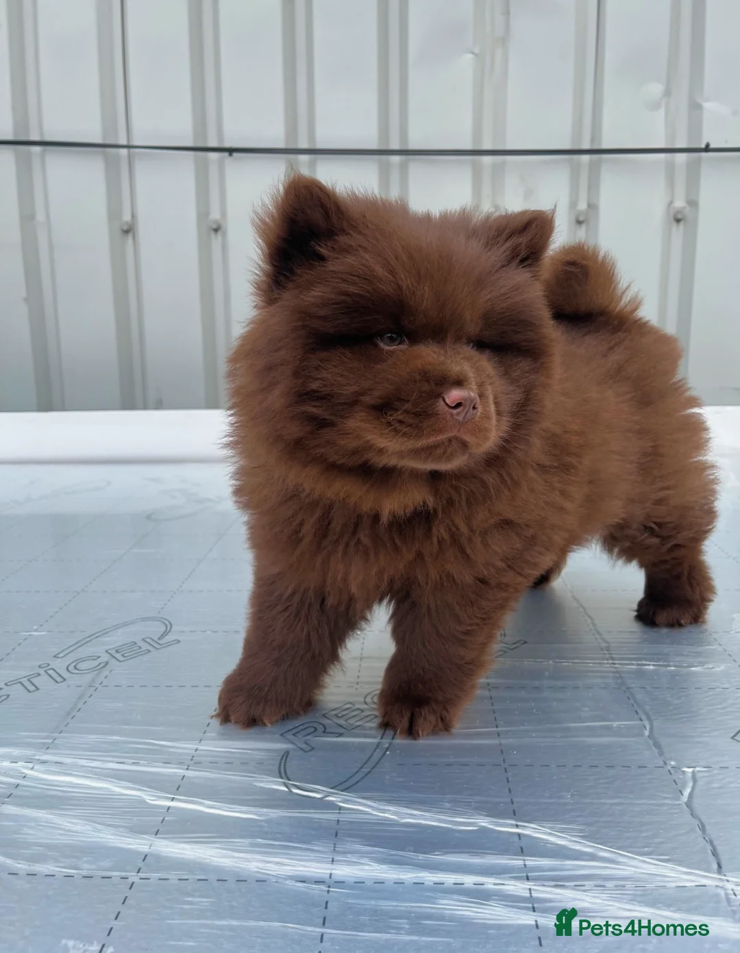 Chow Chow dogs for sale: Chocolate Baby Chow Chow  in London - Advert 4