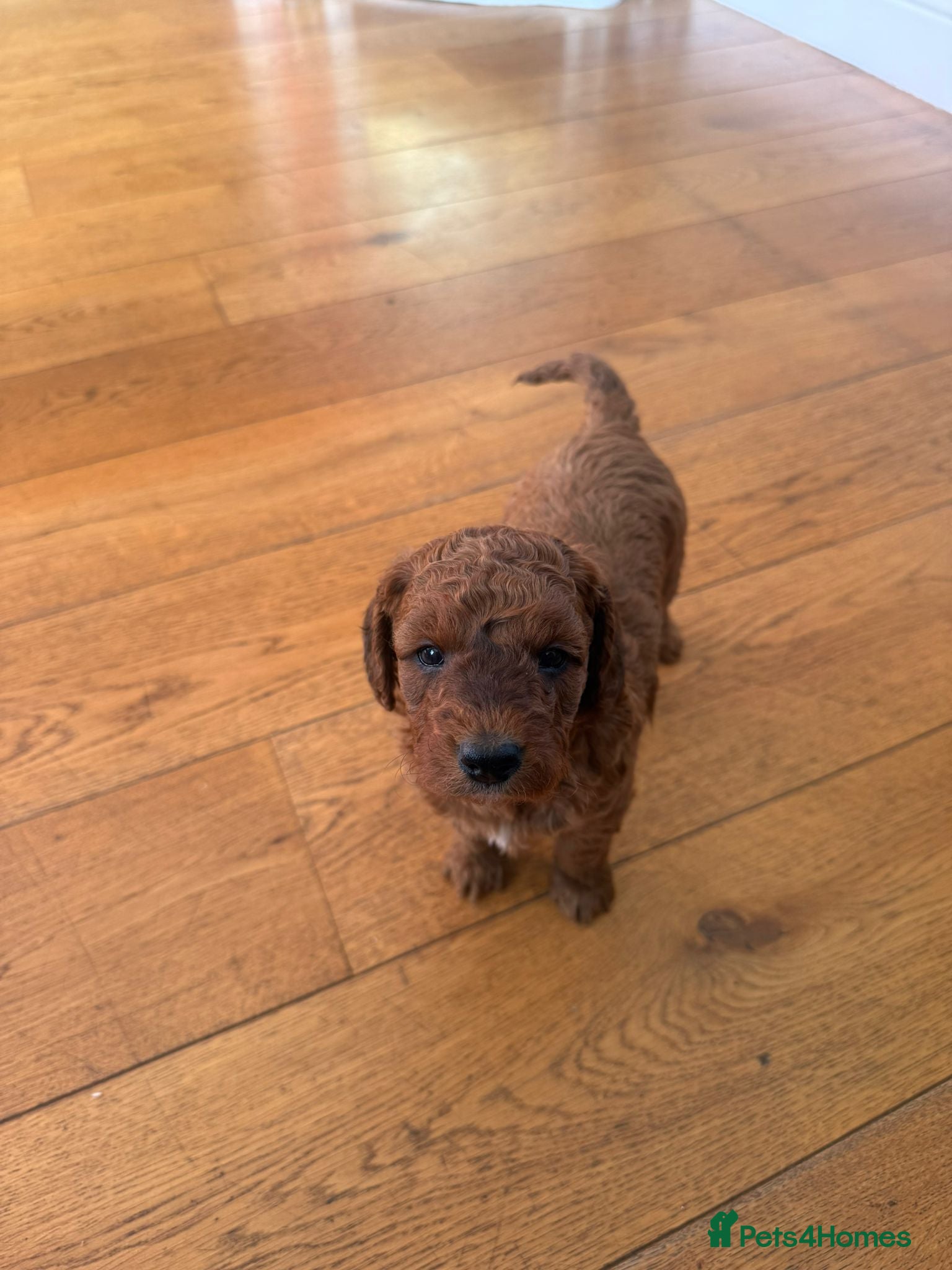 Cockapoo dogs Gorgeous Cockapoo puppies F1b’s - Advert 2