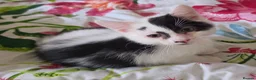 Domestic Shorthair cats for sale: Black and white domestic shorthair kittens - Advert 5