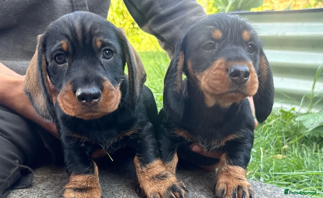 Dachshund dogs for sale: KC Registered wirehaired dachshund teckel puppies - Advert 1