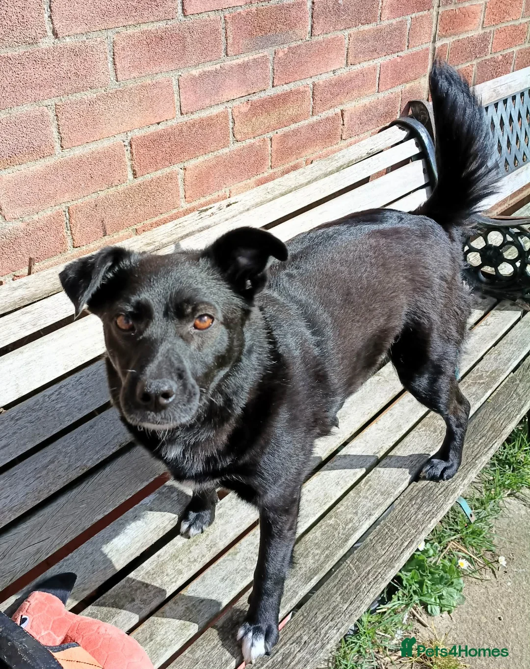 Mixed Breed dogs for adoption: Sooty for adoption in Bedford - Advert 2