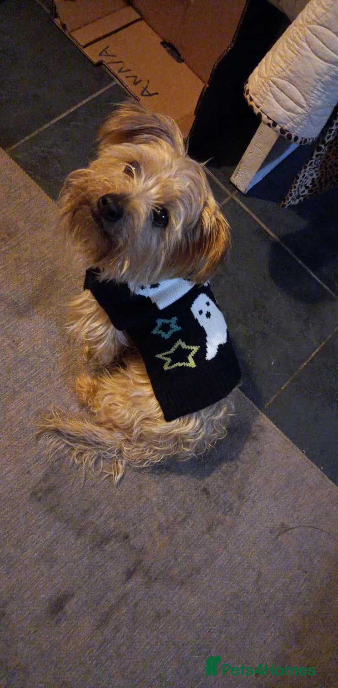 Mixed Breed dogs for sale: Mature male chorkie - Advert 2