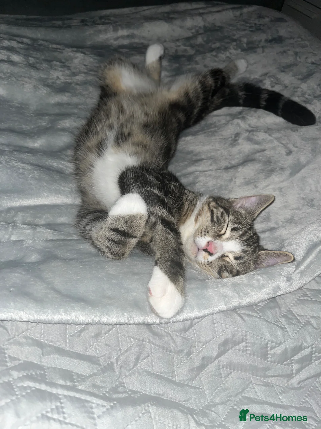 Mixed Breed cats for sale: Mother and son - Advert 2