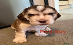 Cocker Spaniel dogs for sale: Cocker Spaniel Pups, KC, Health Tested, Champ Line - Image 7