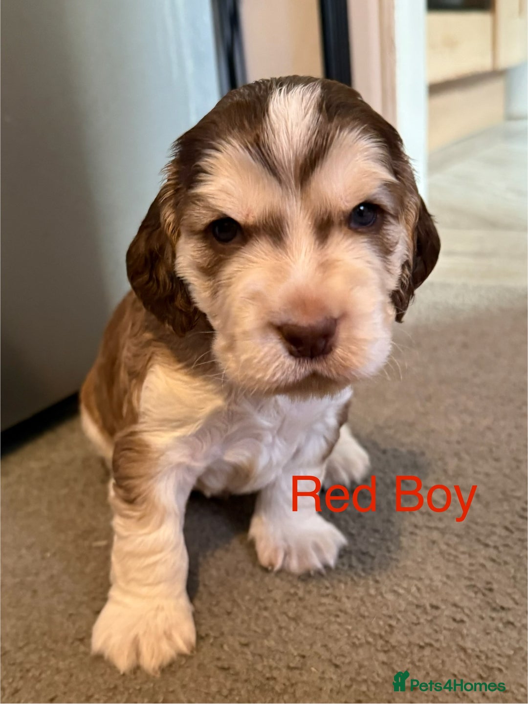 Cocker Spaniel dogs for sale: Cocker Spaniel Pups, KC, Health Tested, Champ Line - Image 7