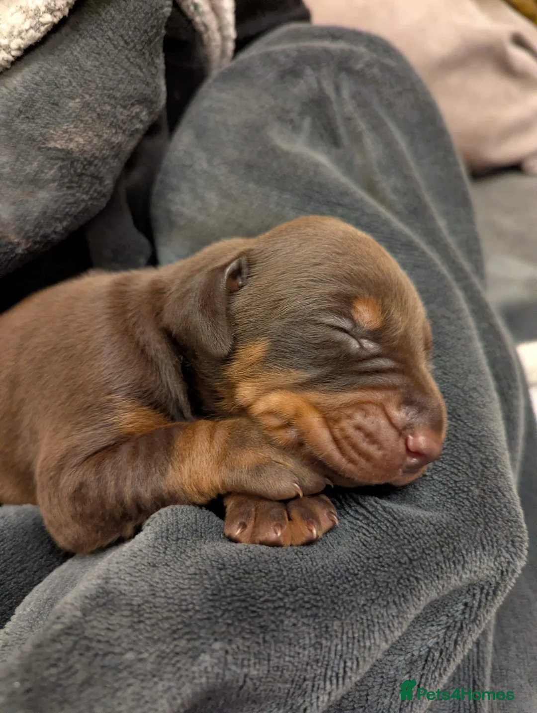 Dobermann dogs for sale: Beautiful Dobermann Pups - Available from 2nd May - Advert 23