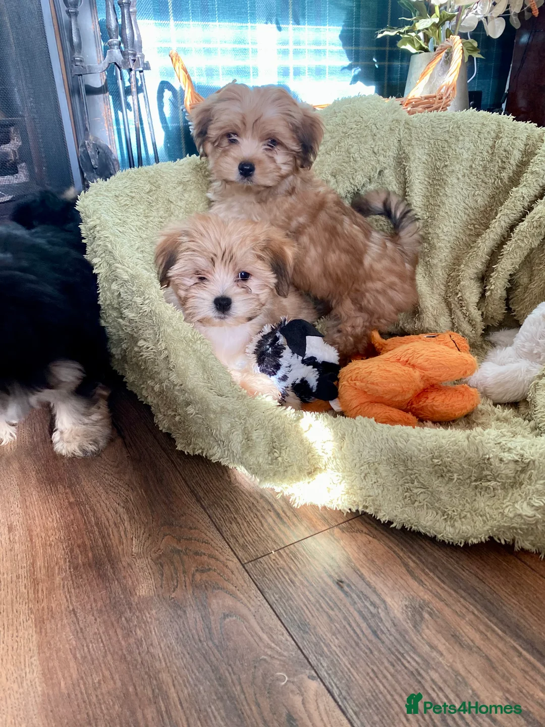 Morkie dogs for sale: Morkie puppies  - Advert 5