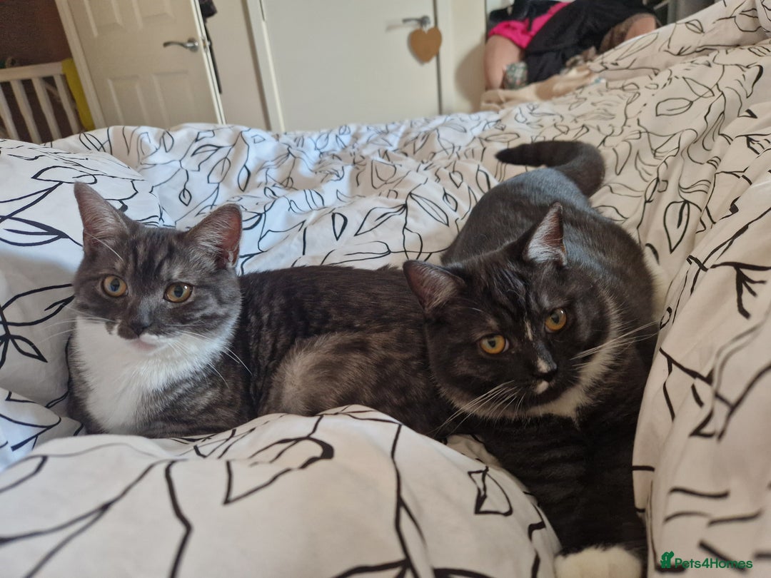 Ragdoll cats for sale: 2 ragdoll x british shorthair kittens  - Image 4