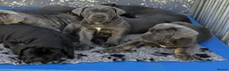 Cane Corso dogs for sale: Noble Guardians With Hearts Made for Home in Leicester - Advert 5
