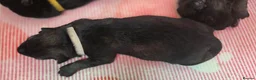 German Shepherd dogs for sale: German Shepherd Puppies in Northwich - Advert 4