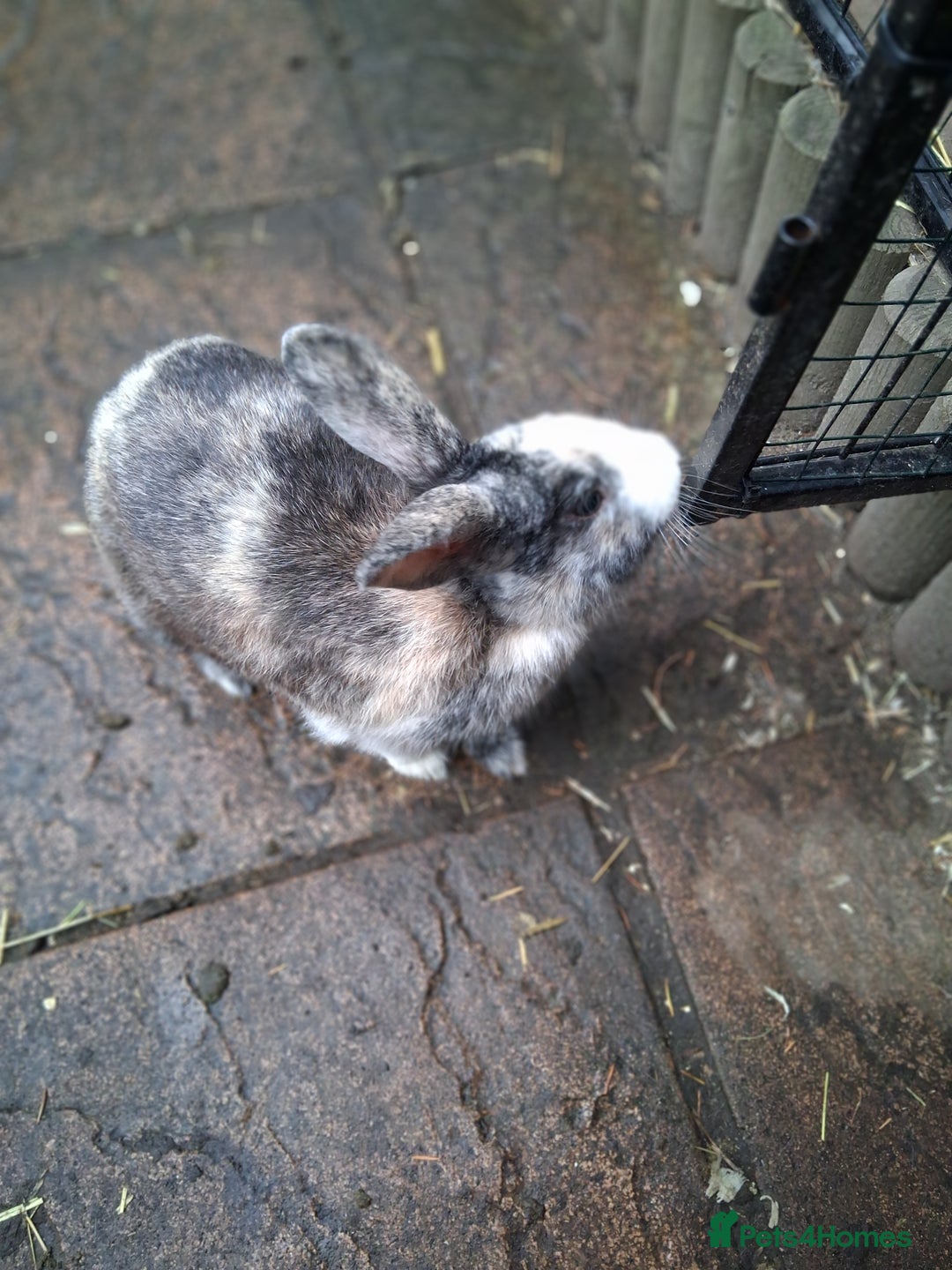 Mixed Breed rabbits for sale: Super cute rex x lop bunnies - Advert 3