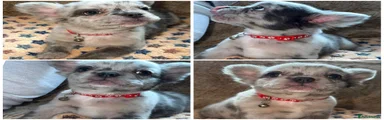 Puppy 5 girl Merle red collar vanezuela