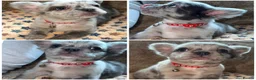 French Bulldog dogs for sale: Reduced 4 fluffy frenches both injections. - Advert 16