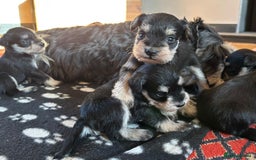Miniature Schnauzer dogs for sale: Beautiful Miniature Schnauzer puppies - Image 4