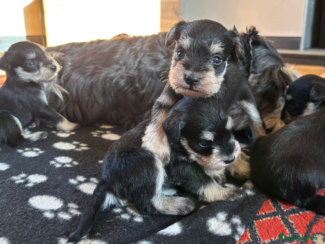 Miniature Schnauzer dogs for sale: Beautiful Miniature Schnauzer puppies - Image 4