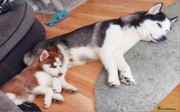 Siberian Husky dogs for stud: Siberian Husky for Stud in Glasgow - Image 10