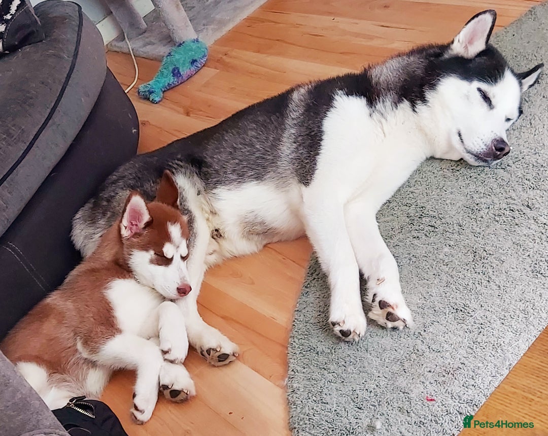 Siberian Husky dogs for stud: Siberian Husky for Stud in Glasgow - Image 10