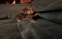 Mixed Breed cats for sale: Playful kittens for sale  - Image 5