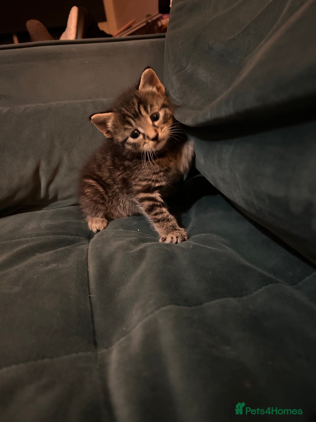 Mixed Breed cats for sale: Playful kittens for sale  - Image 5