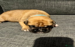 Boxer dogs for sale: Beautiful bob/tailed litter pure boxers  - Advert 33