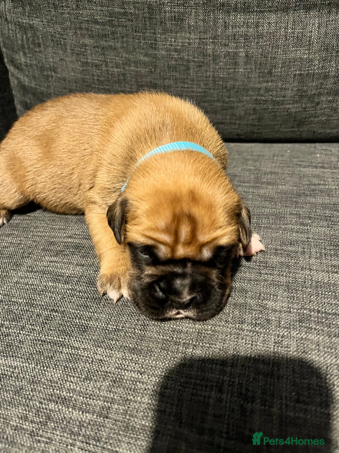 Boxer dogs for sale: Beautiful bob/tailed litter pure boxers  - Advert 33