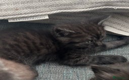 Domestic Shorthair cats for sale: GORGEOUS FLUFFY DARK TABBY KITTENS - Image 5